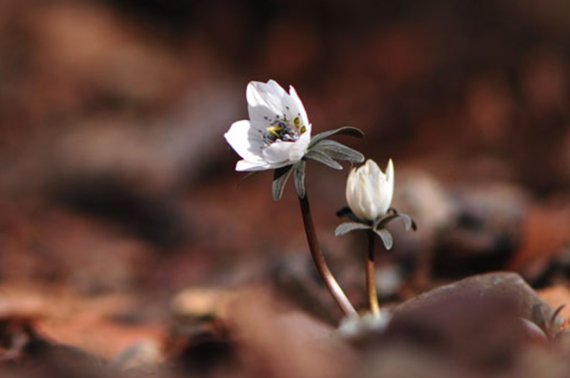 변산바람꽃.(경주국립공원제공)2022.3.3/© 뉴스1