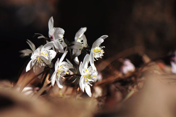 노루귀.(경주국립공원제공)2022.3.3/© 뉴스1