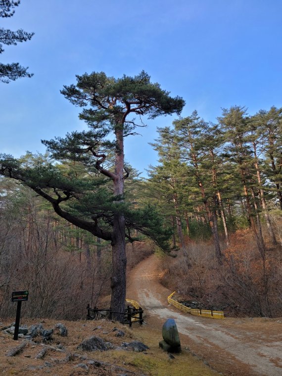 "금강송을 지켜라"…산림청,울진 금강송 군락지에 진화역량 집중