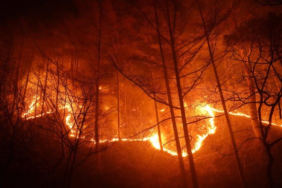 경북 울진군 북면 산불 발생 사흘째인 6일 수시로 바뀌는 풍향과 강풍 및 연무로 산불이 울진군 금강송면 소광리 금강소나무숲 인근까지 번지고 있다. 사진=뉴시스