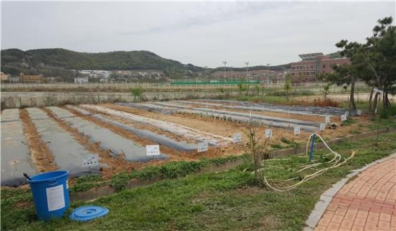 인천환경공단 영종도 운북사업소 주말농장 전경.