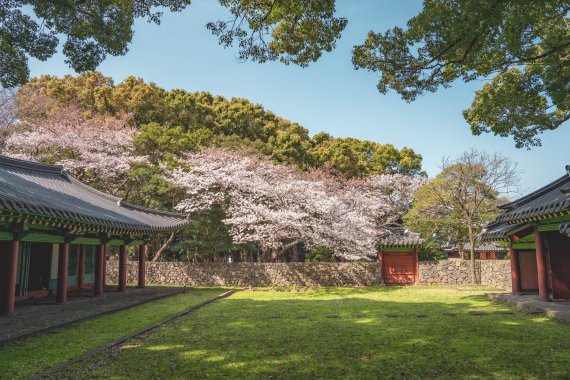 벚꽃 명소 삼성혈. 제주관광공사 제공