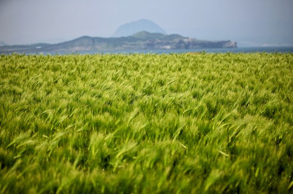 가파도 청보리. 제주관광공사 제공