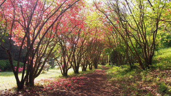 아름다운 꽃모양으로 알려진 제주도의 도화인 참꽃. 제주관광공사 제공