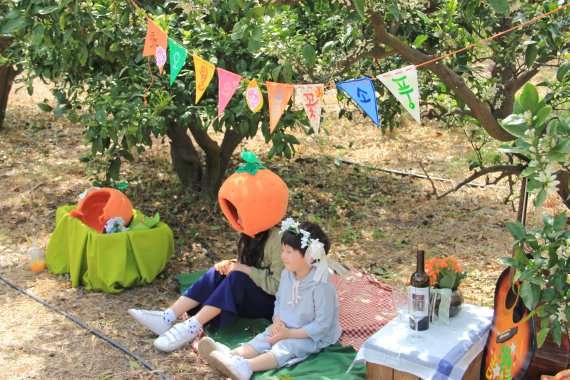 귤꽃. 제주관광공사 제공