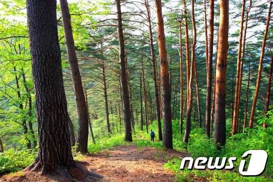 울진군 서면 소강리 금강송 군락지 (자료사진) © 뉴스1