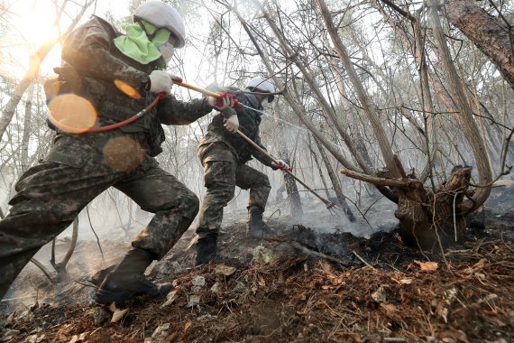 동해안 일대 산불이 닷새째 이어진 8일 육군 제22사단 장병들이 강원 삼척시 원덕읍 일대 야산에서 잔불진화 작업을 하고 있다. 8군단은 지난 4일부터 이날까지 22사단과 23경비여단 등 연인원 3800여명을 투입해 진화작업을 도왔다. 이날은 작전 4일차로 900여명의 병력과 수리온 헬기 13대가 진화작전에 투입된다. 2022.3.8/뉴스1 © News1 민경석 기자