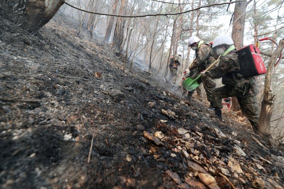 동해안 일대 산불이 발생한지 닷새째를 맞는 8일 육군 제22사단 장병들이 8일 오전 강원 삼척시 원덕읍 일대 야산에서 잔불진화 작업을 하고 있다. 8군단은 지난 4일부터 이날까지 22사단과 23경비여단 등 연인원 3800여명을 투입해 진화작업을 도왔다. 이날은 작전 4일차로 900여명의 병력과 수리온 헬기 13대가 진화작전에 투입된다. 2022.3.8/뉴스1 © News1 민경석 기자