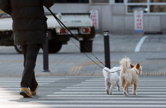 [서울=뉴시스] 서울의 한 도심 횡단보도에서 2m 이내 목줄과 함께 산책하는 반려견 모습. (사진=뉴시스 DB). photo@newsis.com
