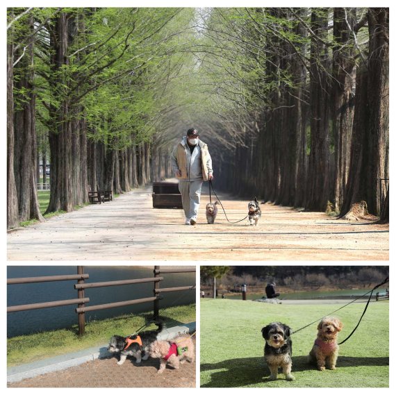 전남도는 국내 반려인 1000만명 시대 흐름에 맞춰 반려견과 함께 즐길 산책코스 3곳을 3월 추천 관광지로 선정했다. 사진 위부터 시계방향으로 담양 메타세쿼이아 가로수길, 순천 조례호수공원, 화순 동구리 호수공원.사진=전남도 제공