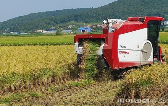 김포평야 친환경 쌀 재배. 사진제공=김포시