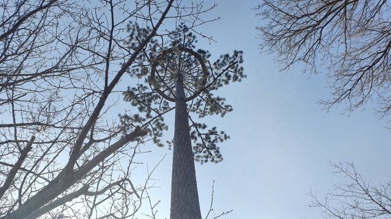 서천군이 봉선저수지 주변에 설치한 황새 둥지.