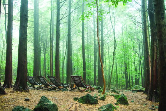 [서울=뉴시스]제주 서귀포 치유의 숲 (사진 = 한국관광공사) 2022.3.11. photo@newsis.com *재판매 및 DB 금지