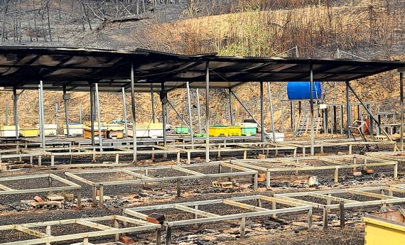 산불 피해를 입은 양봉 농장 © 뉴스1 조현기 기자