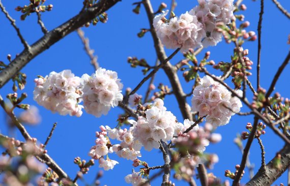 [제주=뉴시스] 우장호 기자 = 맑은 날씨를 보이는 15일 오전 제주시 도두동에 올해 첫 벚꽃이 피어나 봄정취가 물씬 풍긴다. 2022.03.15. 사진=뉴시스
