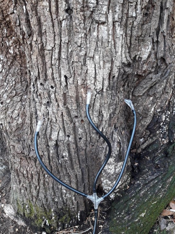 울산 울주군 상북면 석남사 인근에서 국내 최대로 추정되는 고로쇠나무가 확인됐다. 이 나무에서는 2021년까지 수액을 채취해왔다. 사진은 지난 2019년 수액 채취 당시 모습. /사진=정우규 박사 제공