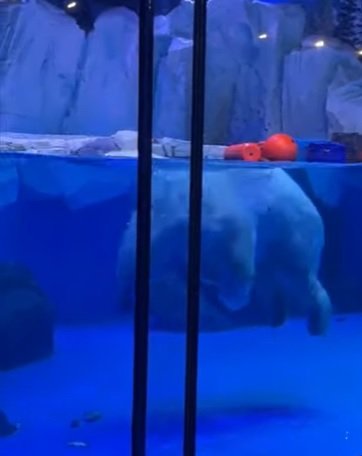 [서울=뉴시스] 지난 7일 중국 상하이 소재 하이창 오션파크에서 북극곰 한 마리가 물속에 뛰어들고 있다. (출처 : 유튜브 영상 캡처) 2022.03.16. *재판매 및 DB 금지