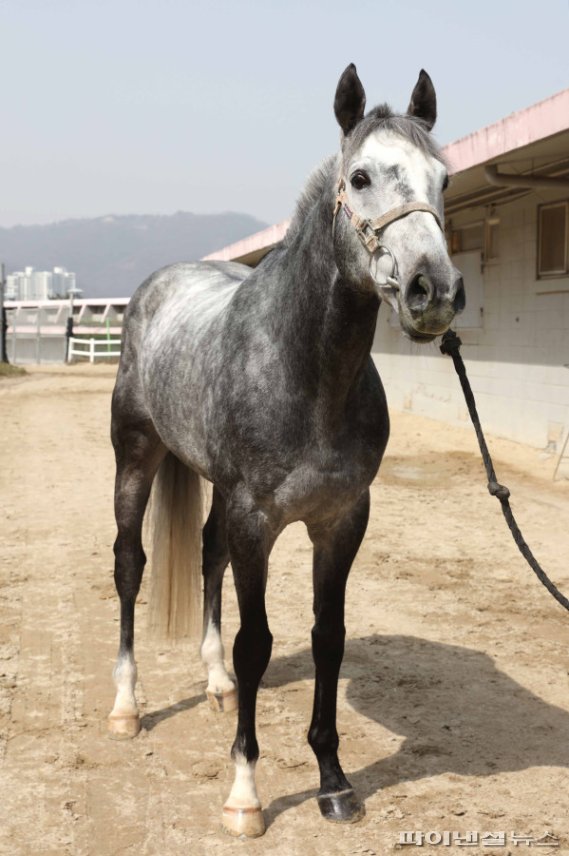 메니스피드. 사진제공=한국마사회