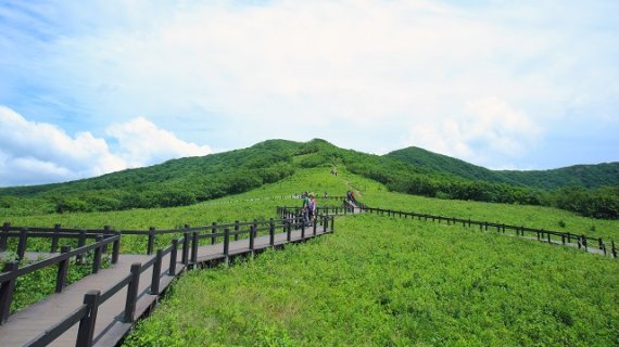 강원도관광재단, 영월 등 화마속 야생화 군락지 관광자원화사업 추진