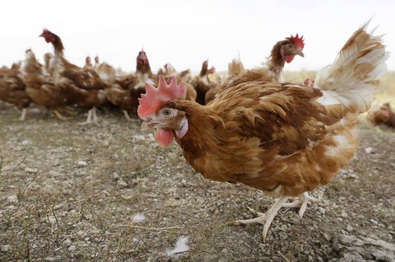 미국 아이오와주 워큰 인근의 방목 양계장에서 2015년 10월 21일(현지시간) 닭들이 먹이를 찾고 있다. 최근 조류독감으로 달걀 공급이 크게 위축돼 미국내 달걀 값이 2배 넘게 폭등했다. AP뉴시스
