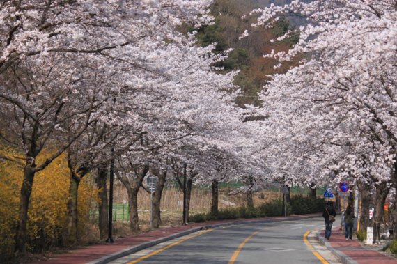 계룡산 벚꽃 /사진=국립공원공단