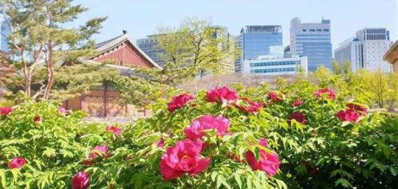 봄꽃 가득 핀 4대 궁·종묘·조선왕릉에서의 ‘봄나들이’