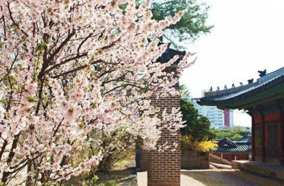 봄꽃 가득 핀 4대 궁·종묘·조선왕릉에서의 ‘봄나들이’