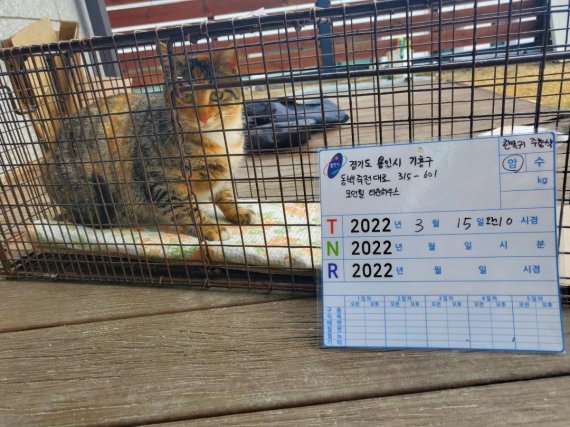 용인시, 실외 사육견·길고양이 중성화 수술 지원 