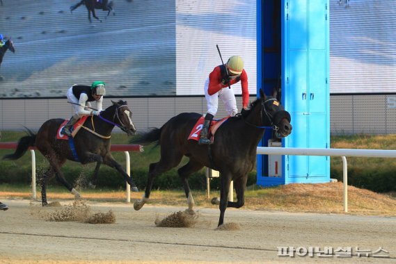 최강블랙. 사진제공=한국마사회