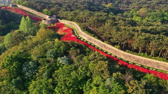 전북 고창읍성 성벽을 따라 붉은 철쭉이 피어 있다. 고창군청 제공
