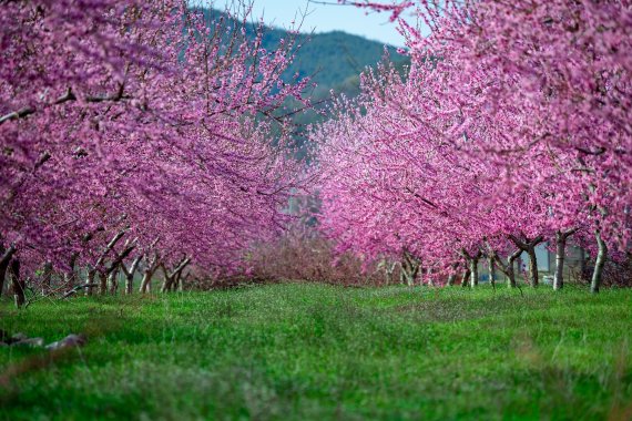핑크빛 복사꽃과 연둣빛 초지가 어우러진 경북 영덕 지품면 복숭아밭 영덕군청 제공