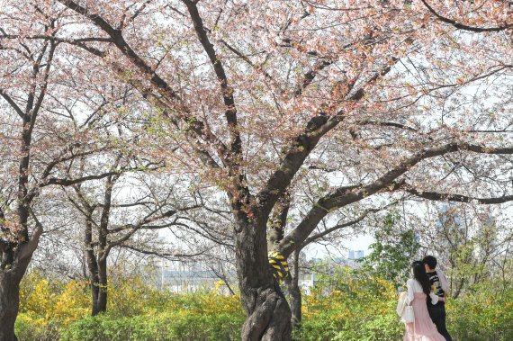 여의도 봄꽃축제가 시작된 5일 오후 서울 영등포구 윤중로 벚꽃길에서 시민들이 즐거운 시간을 보내고 있다.2021.4.5/뉴스1 © News1 성동훈 기자