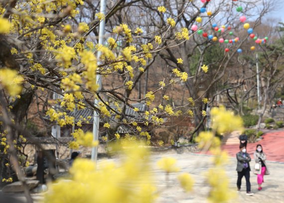 포근한 봄 날씨를 보인 27일 서울 성북구 길상사에서 시민들이 꽃을 감상하며 나들이를 즐기고 있다. 2022.3.27/뉴스1 © News1 이성철 기자