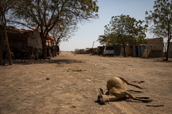 내전을 겪고 있는 아프리카 북동부 소말리아의 소말리랜드 교외 지역에 지난달 14일(현지시간) 동물 사체가 버려져 있다. 내전과 가뭄이 벽친 소말리아는 극심한 식량난을 겪고 있다. AP뉴시스