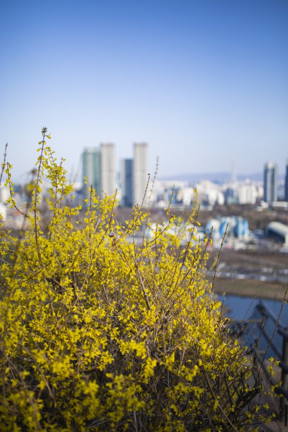 [서울=뉴시스] 응봉산 개나리 군락지 사진. (사진=서울관광재단 제공) 2022.04.01. photo@newsis.com *재판매 및 DB 금지