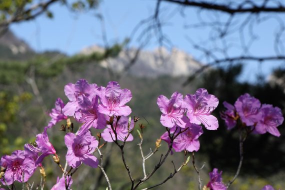 [서울=뉴시스] 북한산 진달래능선. (사진=한국관광공사 제공) 2022.04.01. photo@newsis.com *재판매 및 DB 금지