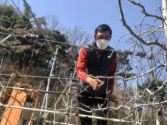 지난달 29일 경북 구미시 선산읍 과수농원 '수정원'을 운영하는 임종국씨(60)가 사과 전지 작업을 하고 있다. © 뉴스1 남승렬 기자