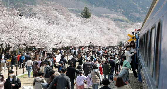 2일 경남 창원시 진해구 경화역 벚꽃길 일대를 찾은 시민들이 만개한 벚꽃을 구경하고 있다. 2022.4.2/뉴스1 © News1 김영훈 기자