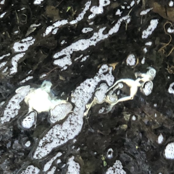 남양주도시공사가 관리하는 에코랜드 내부 산책로 옆 도랑에 배를 뒤집고 죽어 물에 떠 있는 개구리 사체들. 2022.4.2/ © 뉴스1 이상휼 기자