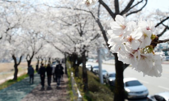 [남원=뉴시스] 김얼 기자 = 완연한 봄 날씨가 이어지고 있는 3일 전북 남원시 요천로를 찾은 시민과 관광객들이 만개한 벚꽃을 바라보며 산책을 즐기고 있다. 2022.04.03. pmkeul@nwsis.com