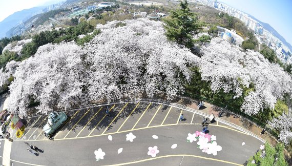 [대구=뉴시스] 이무열 기자 = 3일 오전 대구 달서구 놀이공원 이월드를 찾은 시민들이 활짝 핀 벚꽃길을 따라 산책하고 있다. 2022.04.03. lmy@newsis.com