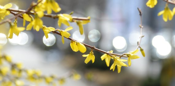 [전주=뉴시스] 김얼 기자 = 완연한 봄 날씨가 이어지고 있는 28일 전북 전주시 전주화산체육관 일대에 개나리가 만개해 있다. 2022.03.28. pmkeul@nwsis.com