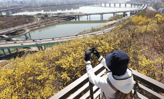 [서울=뉴시스] 이영환 기자 = 화창한 봄 날씨를 보인 28일 오후 서울 성동구 응봉산을 찾은 한 시민이 개나리를 촬영하고 있다. .2022.03.28. 20hwan@newsis.com