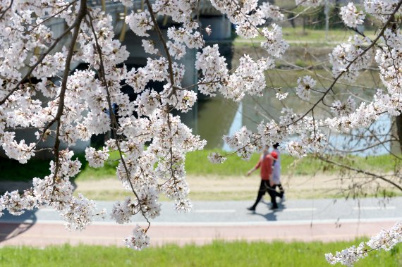 [광주=뉴시스] 김혜인 기자 = 2일 오후 광주 서구 동천동 광주천변에 벚꽃이 활짝 피어있다. 2022.04.02.photo@newsis.com