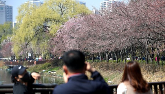 [서울=뉴시스] 홍효식 기자 = 3일 서울 송파구 석촌호수 벚꽃길에서 벚꽃이 피어있다. 코로나19 확산 방지를 위해 지난 2년간 폐쇄됐던 석촌호수 벚꽃길이 3년 만에 개방했다. 2022.04.03. yesphoto@newsis.com