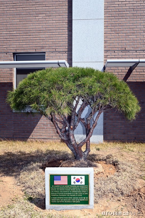 경기도-미2사단 4일 식재 반송(盤松). 사진제공=경기북부청