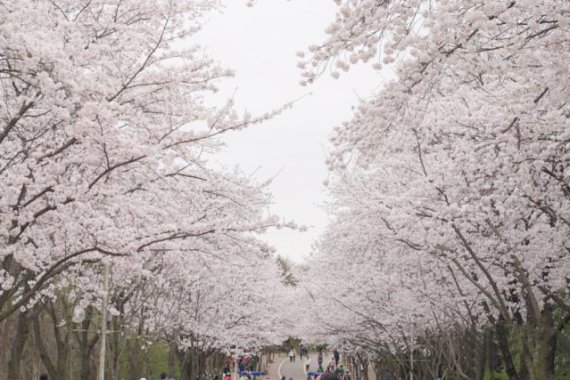 인천시가 3년 만에 인천대공원, 월미공원, 수봉공원 등에 만개한 벚꽃을 구경할 수 있도록 전면 개방됐다. 사진은 인천대공원 전경.