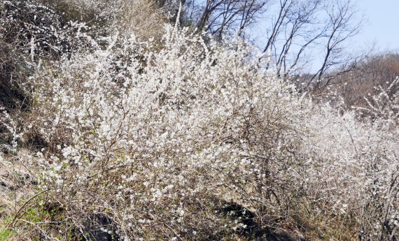 괴산군 장연면 추점리 미선나무 군락지에 만개한 미선나무 꽃.2022.4.6/© 뉴스1