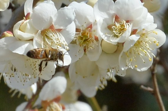 올 겨울 꿀벌 78억마리 폐사…"벌꿀 수급, 수분 영향은 제한적"