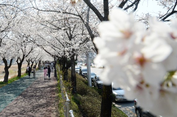 [남원=뉴시스] 김얼 기자 = 남원시 요천로를 찾은 시민과 관광객들이 만개한 벚꽃을 바라보며 산책을 즐기고 있다. 2022.04.03. pmkeul@nwsis.com